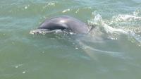 Hilton Head Island Dolphin Tour