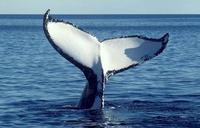 Croisière d'observation des baleines en voilier à San Diego
