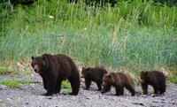 Juneau Shore Excursion: Exclusive Pack Creek Bear Viewing from Juneau 