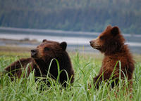 Observation des ours exclusive à Pack Creek au départ de Juneau Observation des ours exclusive à Pack Creek au départ de Juneau