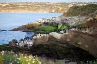 Private Tour: Customizable San Diego Sightseeing 