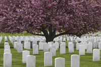 Circuit en Navette Ë Arrêts multiples autour du cimetière national d'Arlington