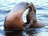 San Diego Seal Tour photo 1