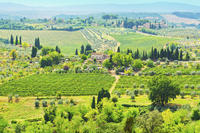 Delvis privat Chianti-kokkekurs på en villa i Toscana med tur på markedet Delvis privat Chianti-kokkekurs på en villa i Toscana med tur på markedet