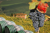 Excursión de degustación de vinos de Toscana en grupo pequeño desde Florencia Excursión de degustación de vinos de Toscana en grupo pequeño desde Florencia