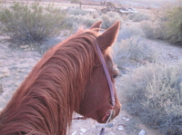 Las Vegas: promenade à cheval Dans le parc national de Red Rock Canyon et déjeuner