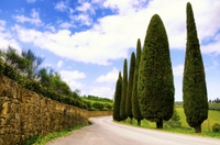 Sabor de Chianti: queso toscano, vino y almuerzo, desde Florencia Sabor de Chianti: queso toscano, vino y almuerzo, desde Florencia