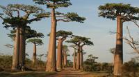 Excursion de 5 jours à l'allée des baobabs au départ d'Antananarivo Excursion de 5 jours à l'allée des baobabs au départ d'Antananarivo