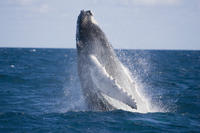 Half-Day Whale Watching and Canal Cruise from the Gold Coast