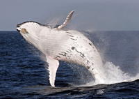 Whale Watching and Surfers Paradise Day Trip from Brisbane