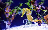 Aquarium Sea Life de Londres: Visite VIP des coulisses