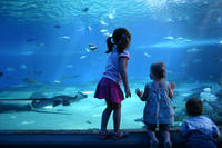 Billettes coupe-file: aquarium Sea Life de Londres