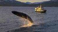 3-Hour Whale Watching Tour from Akureyri