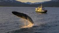 Akureyri-Walbeobachtung Akureyri-Walbeobachtung