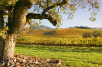 Excursion en petit groupe Dans les régions viticoles de Napa et Sonoma with déjeuner.