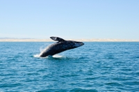 Avistamiento de ballenas grises desde Seattle, incluida Whidbey Island Avistamiento de ballenas grises desde Seattle, incluida Whidbey Island