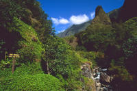 Lahaina Shore Excursion: Tropical Plantation Tour and Iao Valley