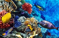 Excursion de plongée sous-marine à Oahu (certificat de plongée requis)