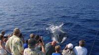 Mi-Matin Whale Watch de Kawaihae Port