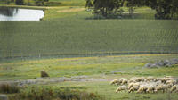 Fowles Wine: Heritage Farm Tour with Wine Tasting and Lunch image 1 Fowles Wine: Heritage Farm Tour with Wine Tasting and Lunch image 1