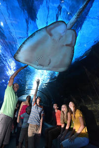 Maui Ocean Center Admission Packages