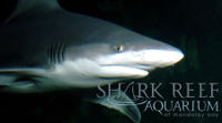Shark Reef au Mandalay Bay Hôtel et Casino