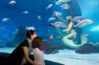 Billet coupe-file: Billet d'entrée à l'aquarium SEA LIFE de Melbourne