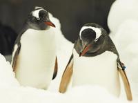 Penguin Passport at SEA LIFE Melbourne Aquarium