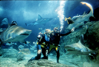 Plongée with les requins à l'Aquarium SEA LIFE de Melbourne