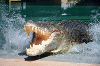 Billets d'entrée Crocosaurus Cove Générale Un à Darwin