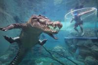 Cage de la mort à Cove Crocosaurus à Darwin