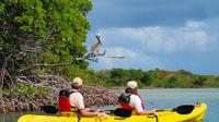 St Thomas Kayak Tour: Sunset Birding at Mangrove Lagoon 