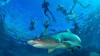 Ultimate Snorkel with Sharks Encounter in Fiji