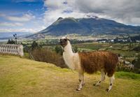 Escapada de un día a Otavalo desde Quito: Mercado de artesanía y el Parque Cóndor Escapada de un día a Otavalo desde Quito: Mercado de artesanía y el Parque Cóndor