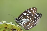 St Thomas Butterfly Garden Tour with Optional Coral World Ocean Park Admission