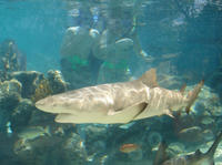 St Thomas Shore Excursion: Swimming with Sharks at Coral World Ocean Park