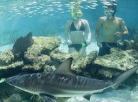 Swimming with Sharks at Coral World Ocean Park