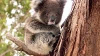 Island Life - Full Day Kangaroo Island Wildlife Tour image 1 Island Life - Full Day Kangaroo Island Wildlife Tour image 1
