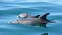 90-Minute Dolphin Discovery Centre Eco Cruise image 1 90-Minute Dolphin Discovery Centre Eco Cruise image 1