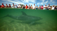 Bunbury Dolphin Discovery Centre: General Entry