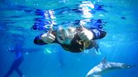 Dolphin Discovery Centre Swim Tour