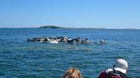 Stockholm Archipelago Seal Safari