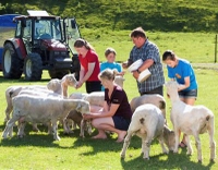 Spectacle de moutons à l'Agrodome et visite D'une ferme