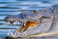 Airboat-eventyr i Miami Everglades med transport Airboat-eventyr i Miami Everglades med transport