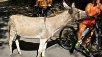 Nevis Island Discovery Bike Tour