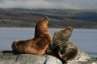 Beagle Channel and Seal Island Catamaran Tour from Ushuaia