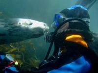 Puerto Madryn Shore Excursion: Scuba Dive with Sea Lions 