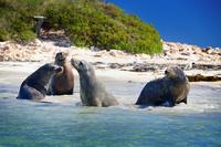 Visite Île with croisière à la découverte des dauphins et phoques de Penguin