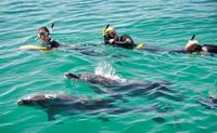 パース発イルカと泳ぐ日帰り旅行 パース発イルカと泳ぐ日帰り旅行