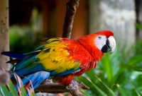 Aventure de 3 jours Dans la jungle d'Iquitos au Muyuna Lodge